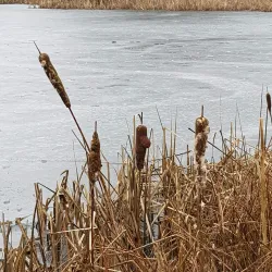 Batchley Brook Nature Reserve - Redditch