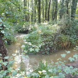 Batchley Brook Nature Reserve - Redditch