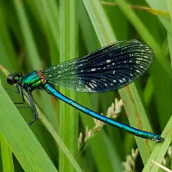 Retford Heritage Trail - Retford