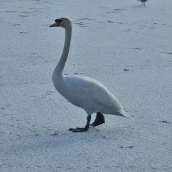 Hollingworth Lake Country Park - Rochdale