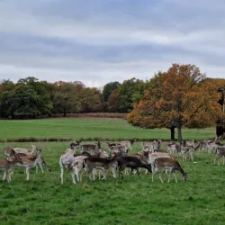 Richmond Park - Roehampton