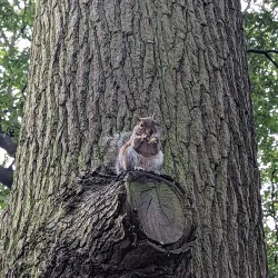 Raphael Park - Romford