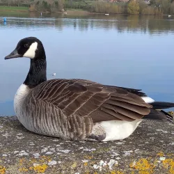 Draycote Water - Rugby