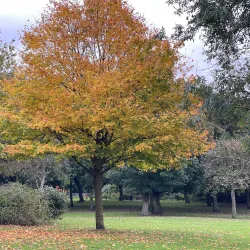 Buile Hill Park - Salford
