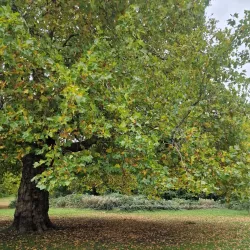 Buile Hill Park - Salford