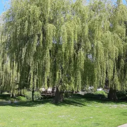 Queen Elizabeth Gardens - Salisbury