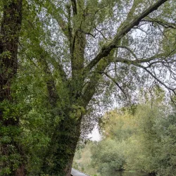 River Avon Walks - Salisbury