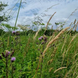 River Avon Walks - Salisbury