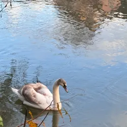 River Avon Walks - Salisbury