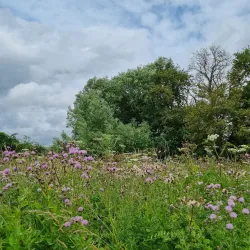 River Avon Walks - Salisbury