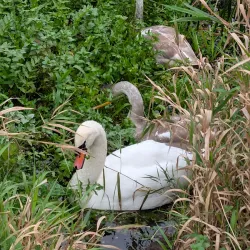 River Avon Walks - Salisbury