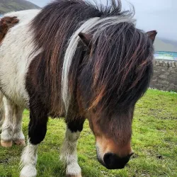 Scalloway Heritage Centre - Scalloway