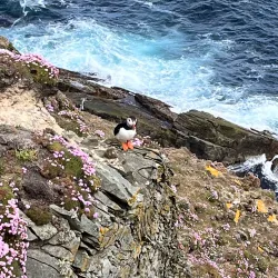 West Voe of Scalloway - Scalloway