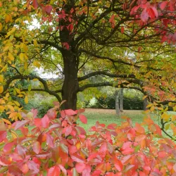 Emmetts Garden - Sevenoaks