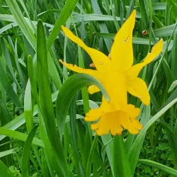 Queenborough Castle - Sheerness