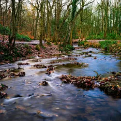 Forge Dam Park - Sheffield