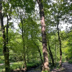 Forge Dam Park - Sheffield