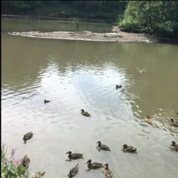 Forge Dam Park - Sheffield