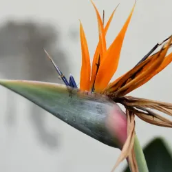 Sheffield Botanical Gardens - Sheffield