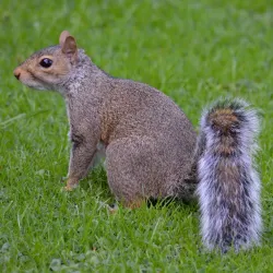Sheffield Botanical Gardens - Sheffield