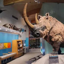 Weston Park Museum - Sheffield