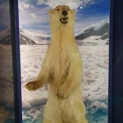 Weston Park Museum - Sheffield