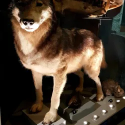 Weston Park Museum - Sheffield