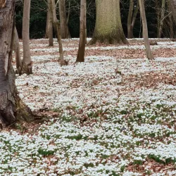 Attingham Park - Shrewsbury