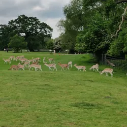 Attingham Park - Shrewsbury