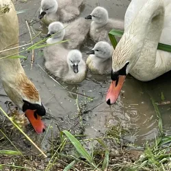 Darwin Trail - Shrewsbury