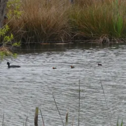 Darwin Trail - Shrewsbury