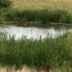 Darwin Trail - Shrewsbury