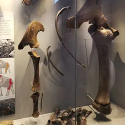 Shrewsbury Museum and Art Gallery - Shrewsbury