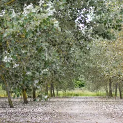 Milton Creek Country Park - Sittingbourne