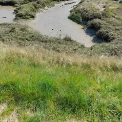 Milton Creek Country Park - Sittingbourne
