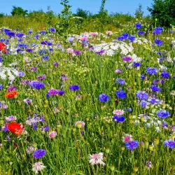 Milton Creek Country Park - Sittingbourne