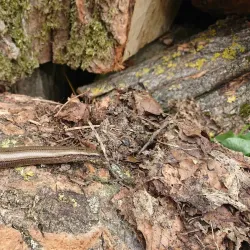 Sittingbourne Golf Club - Sittingbourne