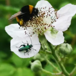 Sittingbourne Golf Club - Sittingbourne