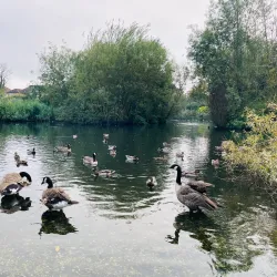 Baylis Park - Slough