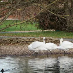 Baylis Park - Slough