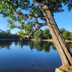 Black Park Country Park - Slough
