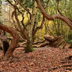 Black Park Country Park - Slough