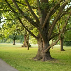 Brueton Park Nature Reserve - Solihull