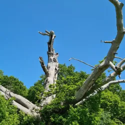 Elmdon Park - Solihull