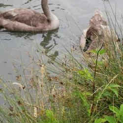 Elmdon Park - Solihull