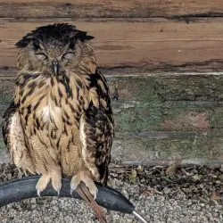 Shakespeare Birthplace Trust - Mary Arden's Farm - Solihull