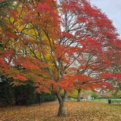 Clarence Park - St Albans