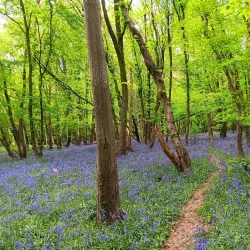 Heartwood Forest - St Albans