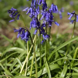 Heartwood Forest - St Albans