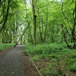 Heartwood Forest - St Albans